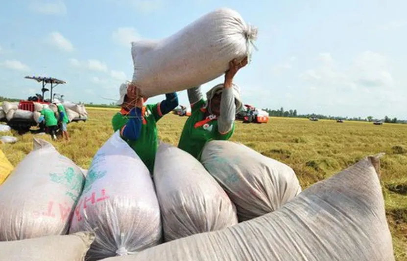 Việt Nam lập kỷ lục dự trữ 500.000 tấn lương thực: Tăng “lá chắn” an ninh lương thực